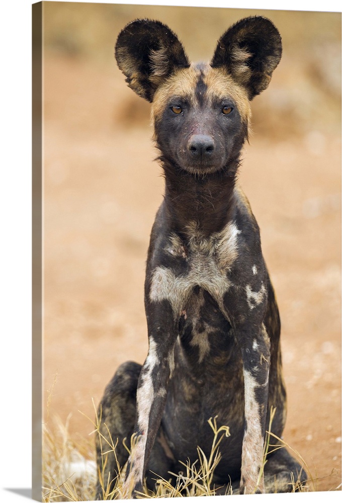 Kenya, Laikipia County, Laikipia. A juvenile wild dog showing its blotchy coat and rounded ears.