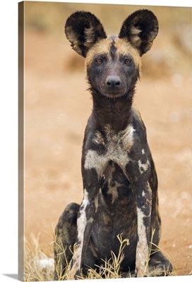Kenya, Laikipia, A juvenile wild dog showing its blotchy coat and rounded ears