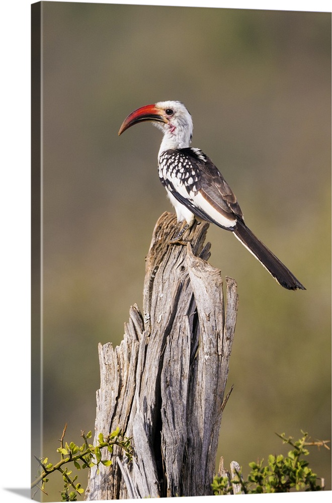 Kenya, Laikipia County, Suiyan. A Red-billed Hornbill.