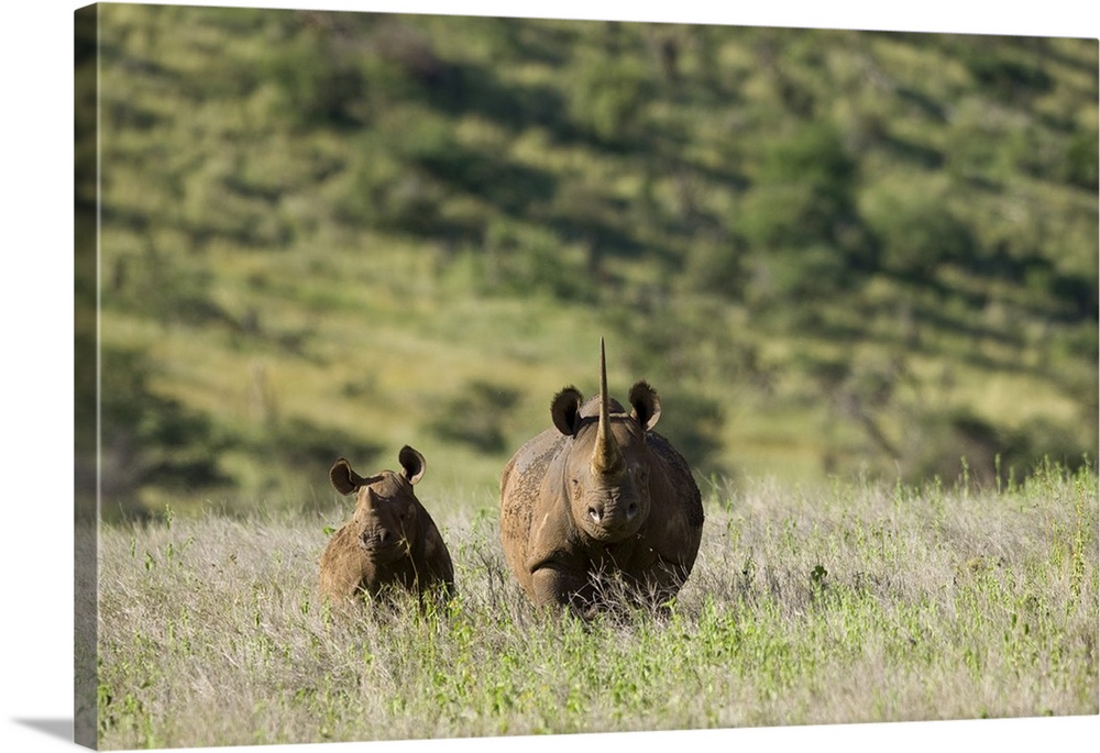 Kenya, Laikipia, Lewa Downs. A mother and calf Black rhinoceros.
