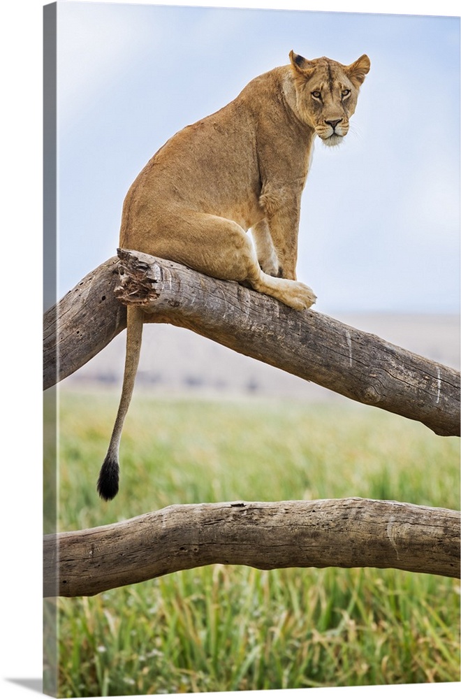 Kenya, Meru County, Lewa Wildlife Conservancy. A Lioness sitting on the branch of a dead tree.