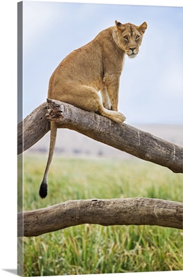 Kenya, Lewa Wildlife Conservancy, A Lioness sitting on the branch of a dead tree