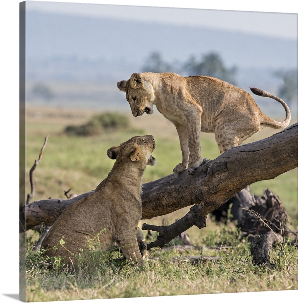 Kenya, Masai Mara, Narok County. Lion cubs play on a fallen tree trunk in Masai Mara National Reserve.