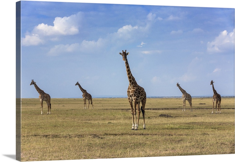Kenya, Masai Mara, Narok County. Maasai giraffes on the plains of Masai Mara National Reserve.
