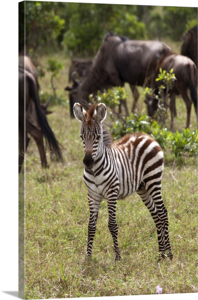 Kenya, Maasai Mara. A young zebra stands alone, in front of a herd of wildebeest.