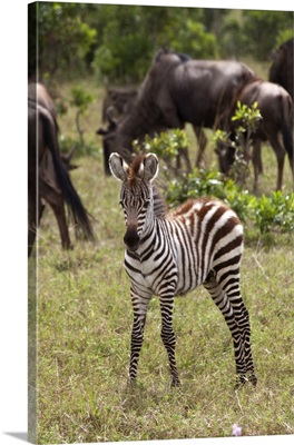 Kenya, Maasai Mara, A young zebra stands alone, in front of a herd of wildebeest