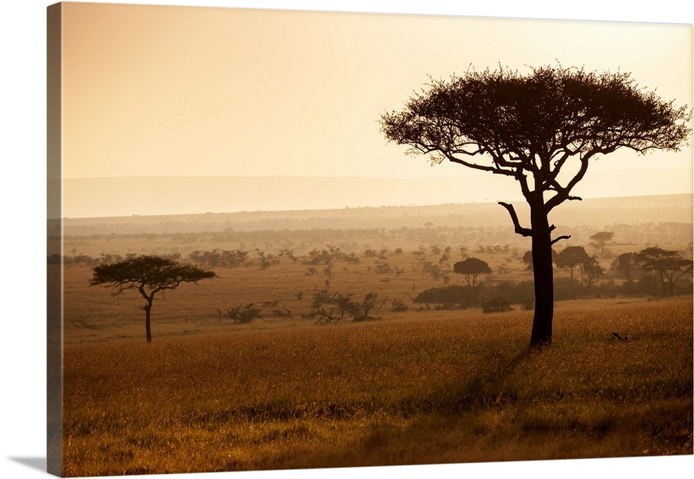 Kenya, Mara North Conservancy. Mara North landscape at dawn.