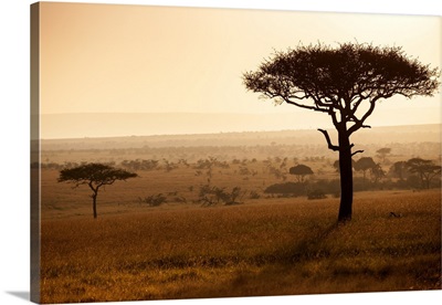 Kenya, Mara North Conservancy, Mara North landscape at dawn