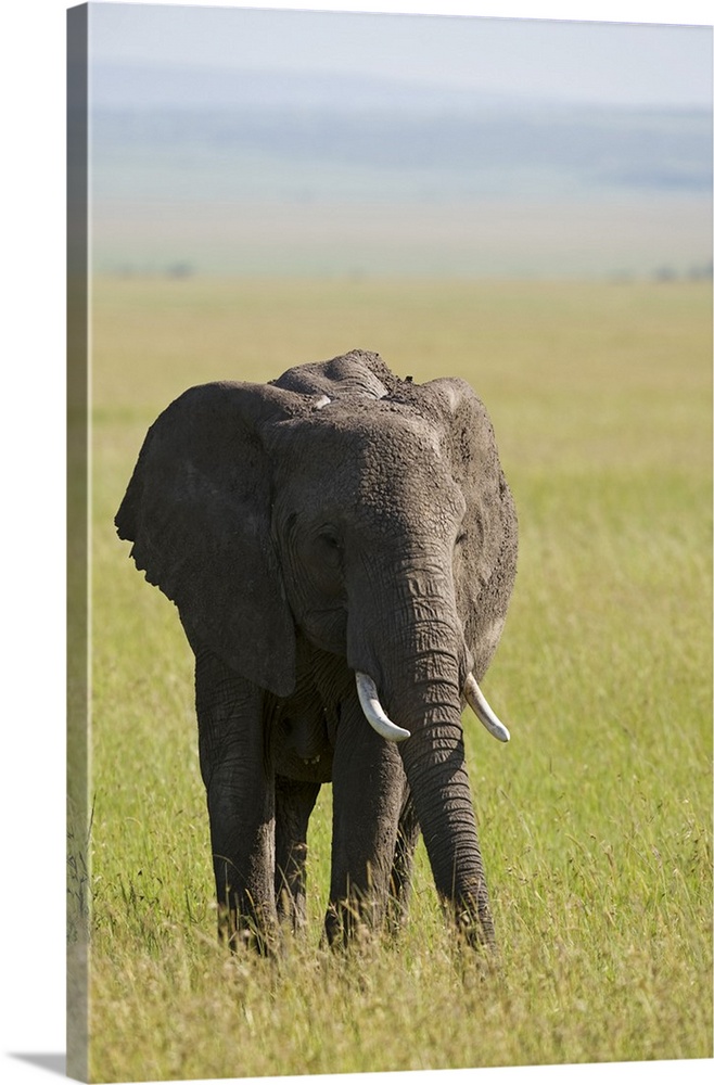 Kenya, Masai Mara. Elephant out on the plains.