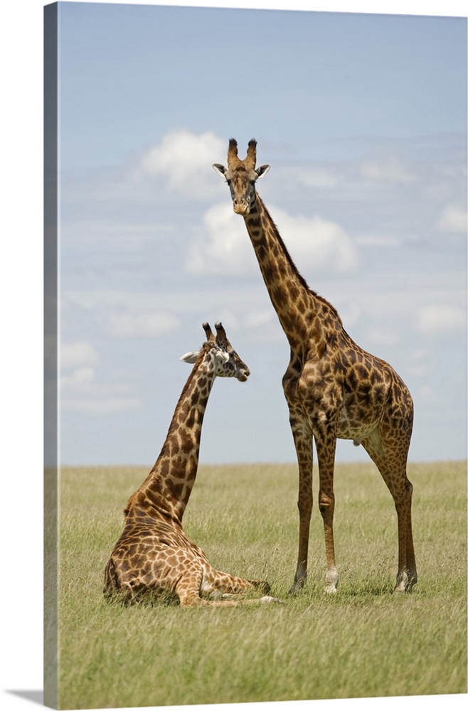 Kenya, Masai Mara. Masai giraffe.