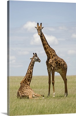 Kenya, Masai Mara, Masai giraffe