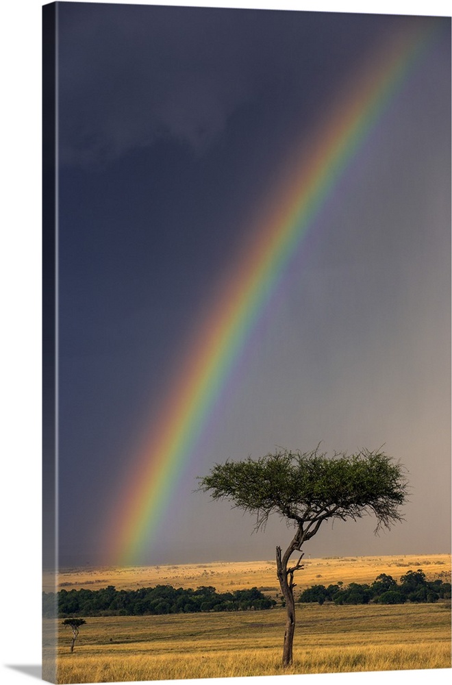 Kenya, Masai Mara, Narok County. A brilliant rainbow in Masai Mara National Reserve.