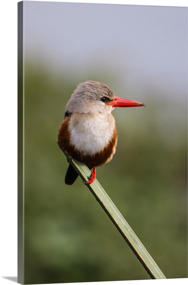 Kenya, Masai Mara, Narok County. A Grey-headed Kingfisher.