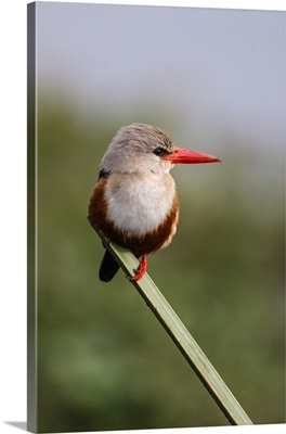 Kenya, Masai Mara, Narok County, A Grey-headed Kingfisher