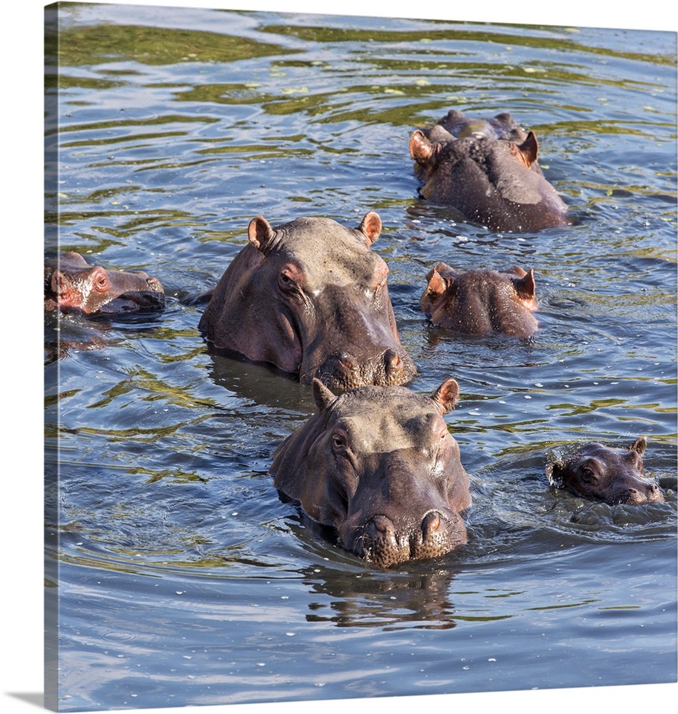 Kenya, Masai Mara, Narok County. A group of hippos wallow in the Mara River.