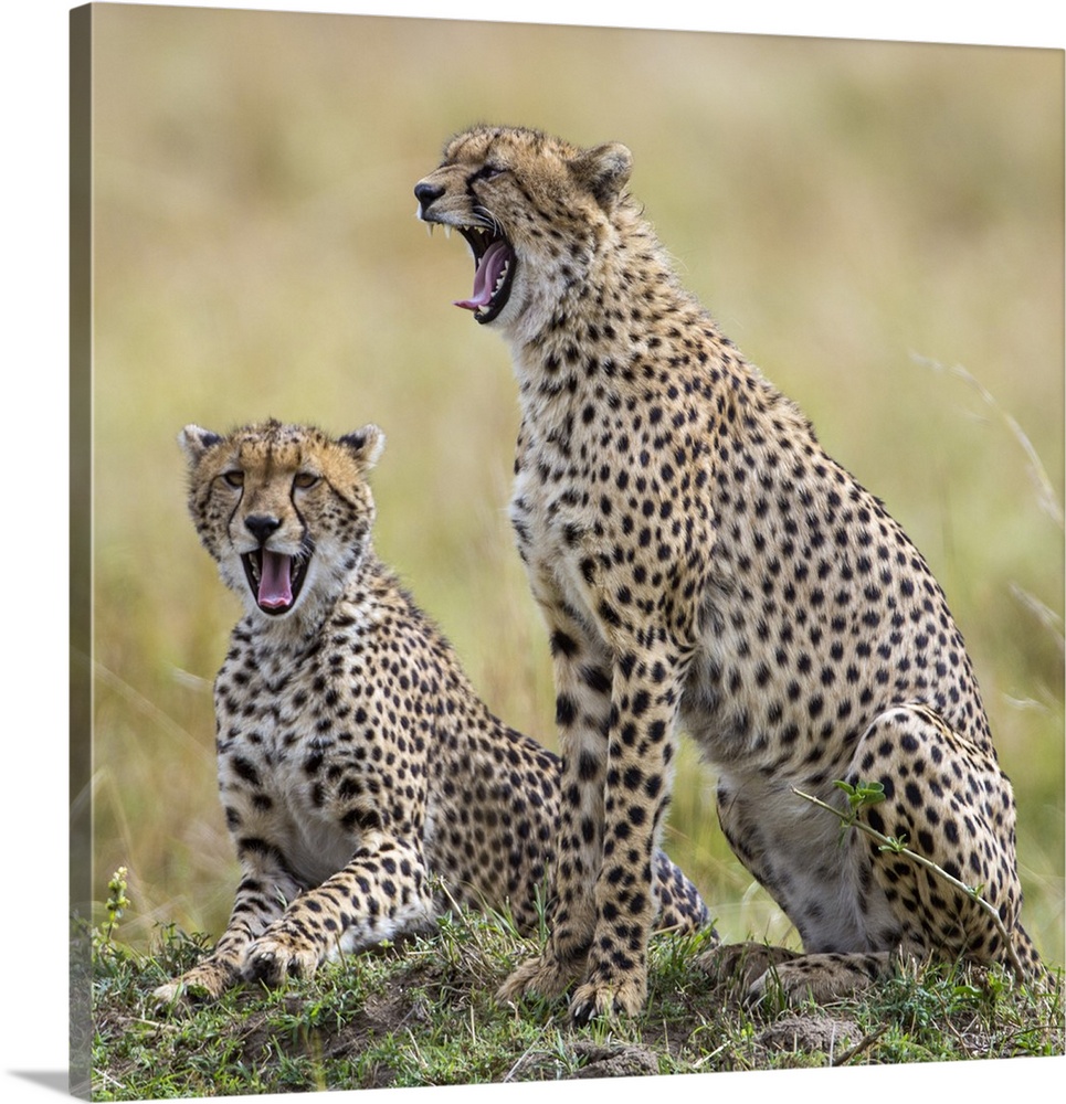 Kenya, Masai Mara, Narok County. Cheetahs yawn in unison.