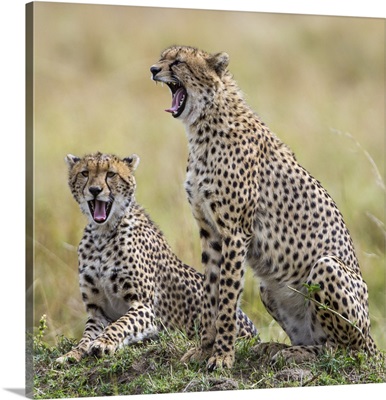 Kenya, Masai Mara, Narok County, Cheetahs yawn in unison