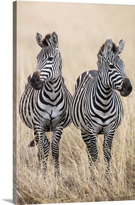 Kenya, Masai Mara, Narok County, Two common Zebras on the dry grasslands of Masai Mara