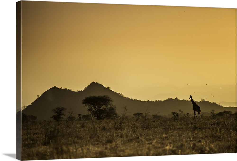 Kenya, Meru. A giraffe wanders across the savannah in the evening light.