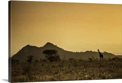 Kenya, Meru, A giraffe wanders across the savannah in the evening light