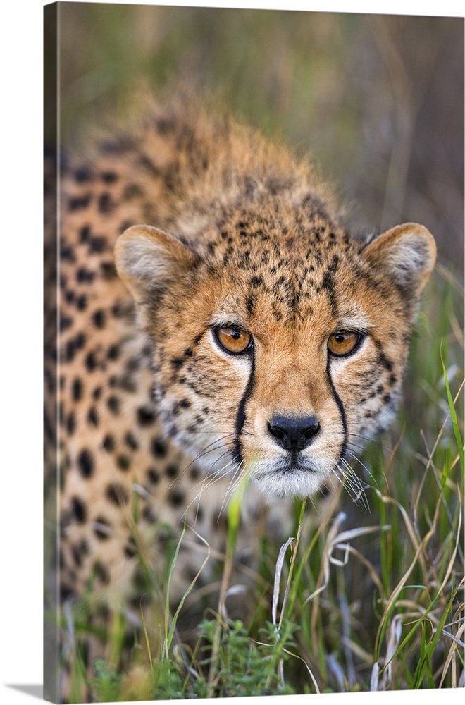 Kenya, Lewa Conservancy, Meru County. A sub-adult Cheetah stalking its prey in Lewa Conservancy.