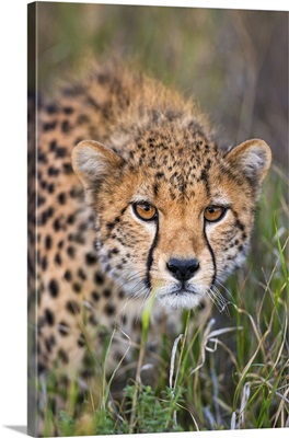 Kenya, Meru County, A sub-adult Cheetah stalking its prey in Lewa Conservancy