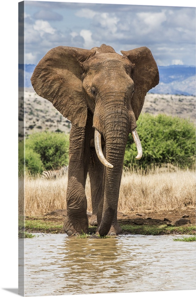 Kenya, Meru County, Lewa Conservancy. A bull elephant at a waterhole.