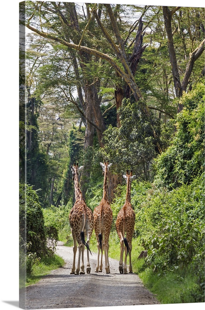 Kenya, Nakuru, Nakuru County. Three Rothschild giraffes saunter down a track.