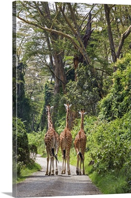 Kenya, Nakuru, Nakuru County, Three Rothschild giraffes saunter down a track