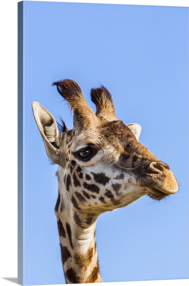 Kenya, Narok County, Masai Mara. A young Maasai giraffe.