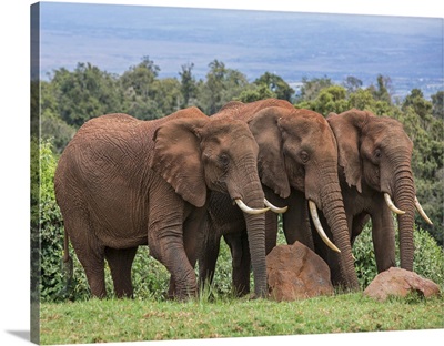 Kenya, Nyeri County, Aberdare National Park, Elephants watering in a forest glade