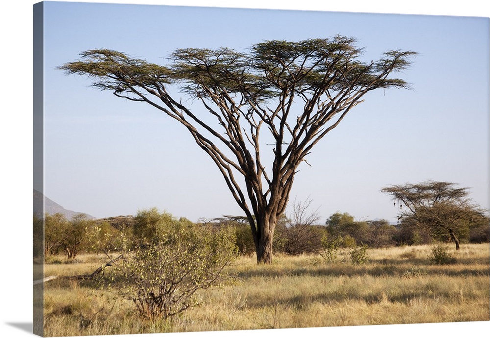 Kenya, Shaba National Park. A magnificent Acacia Tortilis.