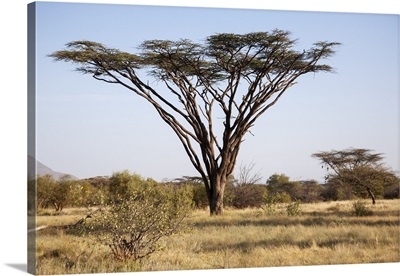 Kenya, Shaba National Park, A magnificent Acacia Tortilis