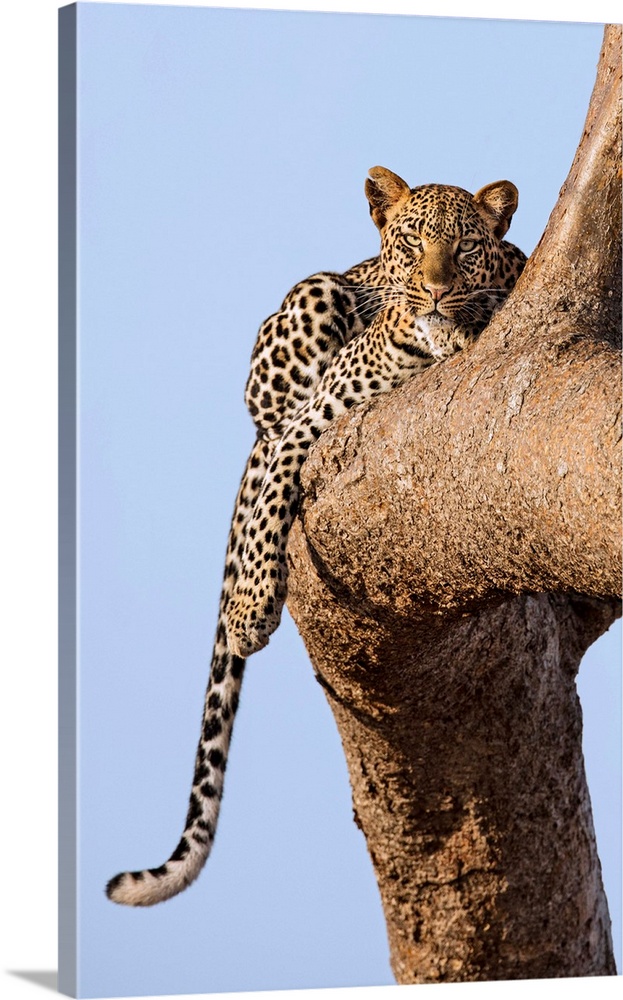 Kenya, Taita-Taveta County, Tsavo East National Park. A Leopard lying on the branch of a tree.