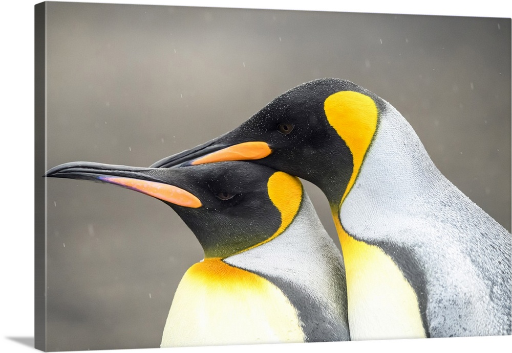 King penguin (Aptenodytes patagonicus), Saunders Island, West Falkland, Falkland Islands