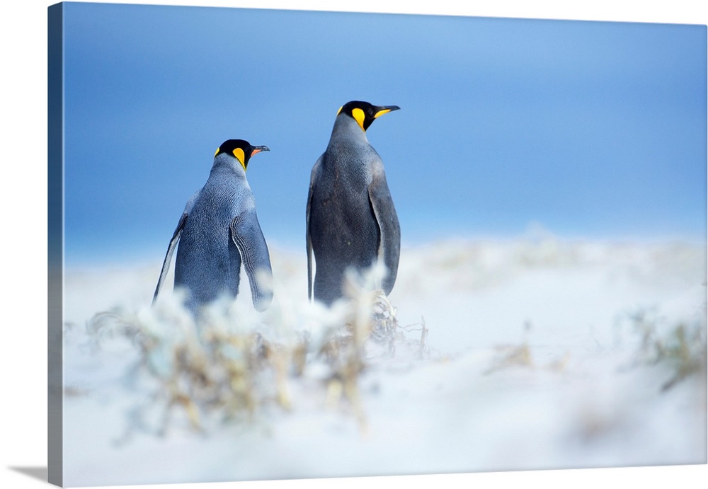 King penguins standing in a sand storm, Volunteer Point, East Falkland, Falkland Islands, .