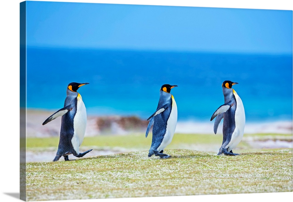 King penguins (Aptenodytes patagonicus) walking in line, Volunteer Point, East Falkland, Falkland Islands.