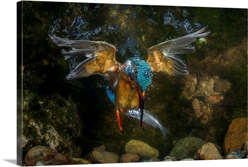 kingfisher hunting a fish underwater.