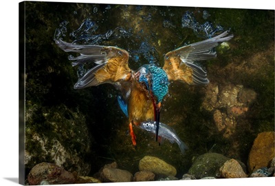 kingfisher hunting a fish underwater