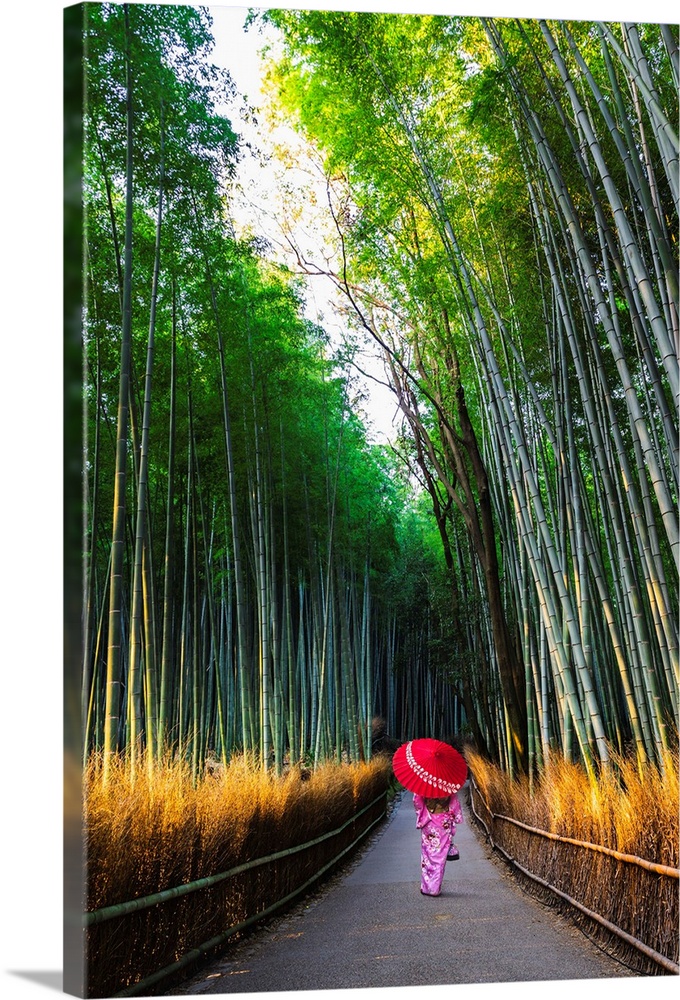 Arashiyama, Kyoto, Kyoto prefecture, Kansai region, Japan. Woman in traditional kimono walking in the bamboo grove at sunr...