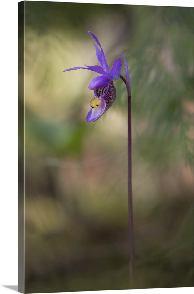 Ladyslipper Orchid, Shuswap, British Columbia, Canada