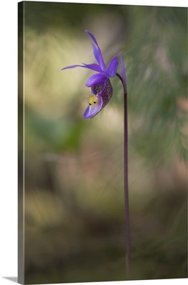 Ladyslipper Orchid, Shuswap, British Columbia, Canada