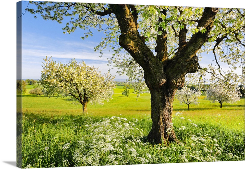 Lake Constance, Canton Of Thurgau, Switzerland
