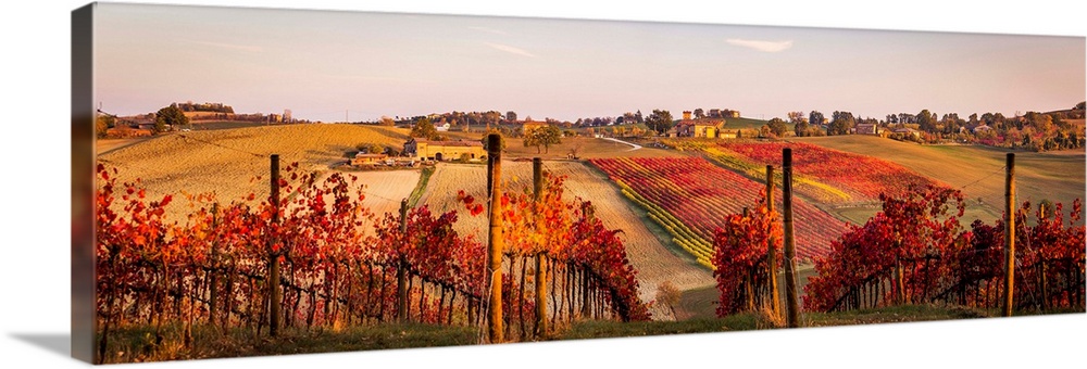 Lambrusco Grasparossa Vineyards In Autumn. Castelvetro Di Modena, Emilia Romagna, Italy