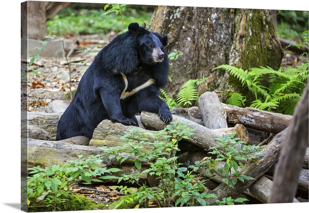 Laos, Kuang Si, Luang Prabang Province. An Asiatic Black Bear in the Tat Kuang Si rescue centre near Luang Prabang. Most o...