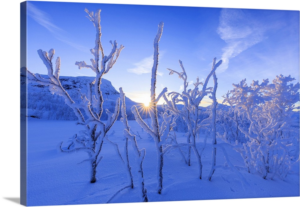 Last sun on frost plants. Riskgransen, Norbottens Ian, Lapland, Sweden,Europe