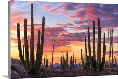 Latin America, Mexico, Baja California, sunrise near Catavinia