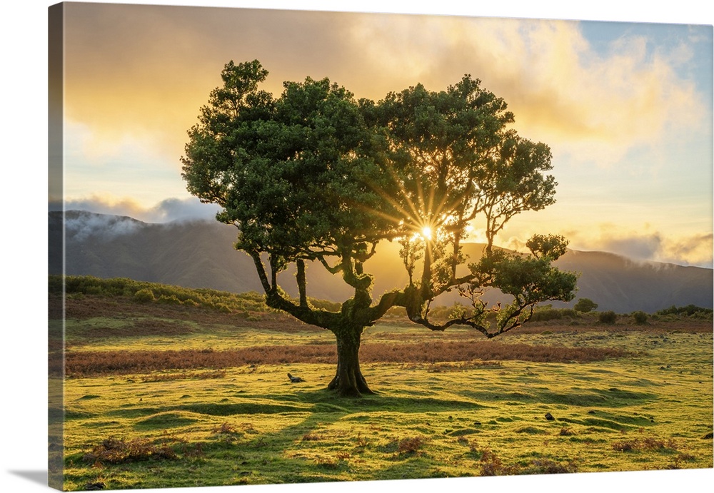 Laurel tree at sunset, UNESCO, Sao Vicente, Madeira, Portugal