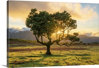 Laurel Tree At Sunset, UNESCO, Sao Vicente, Madeira, Portugal