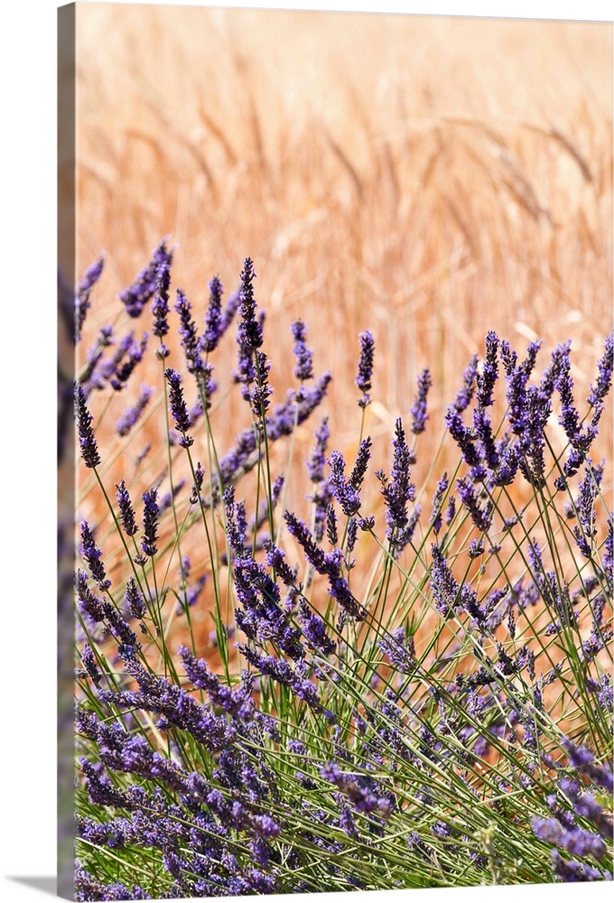 Lavender and wheat, Provence, France